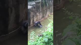 Boy Falls into Gorilla Enclosure at U.S. Zoo