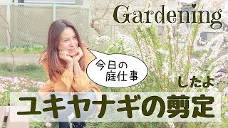 【庭仕事/4月上旬】ユキヤナギを切り戻しました。✳︎Garden work✳︎ガーデニング✳︎Gardening✳︎