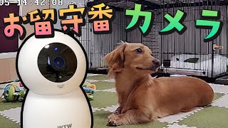 お留守番をさせた愛犬をペットカメラで見ていたら…