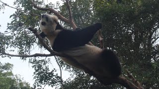 20230203 仰躺茄苳摘不成 圓寶刨枝來解恨 Giant Panda Yuan Bao