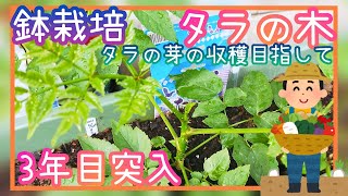 タラの木/たらの芽/栽培記録2年間/育て方/家庭菜園/2021年