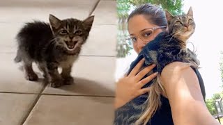 Woman Found A Little Kitten In Near Her House, Alone In The Rain, Give Her Best Life - Rescue Cat