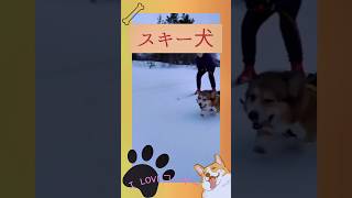 〜インスタでバズったコーギー動画〜スキー犬