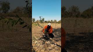 #orange #farming #farm #sheti #shetkari #plants #shorts #viralmarathistatus #marathinews