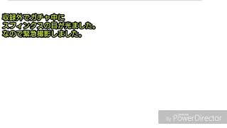 緊急撮影 とあるif　#2 急に確定演出でたので撮影してみた