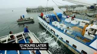 Aquaculture - the Pacifico Partnership - Baja, Mexico