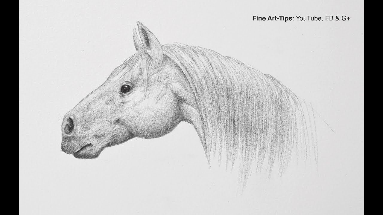 How To Draw A Horse Head Step By Step - Easy - Narrated - YouTube