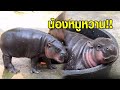 'น้องหมูหวาน' ลูกฮิปโปแคระ สมาชิกใหม่สวนสัตว์เปิดเขาเขียว