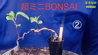 #264  ②超ミニ盆栽　②   @bonsai1007 【超ミニ盆栽】