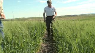 Video 2   The Value of Residues in Conservation Agriculture Systems