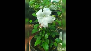 White Hibiscus#வெள்ளை நிற செம்பருத்தி பூ# hibiscus variety#hibiscus flower colors#short#