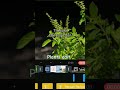 plants edit. the holy basil. pro wolf 130