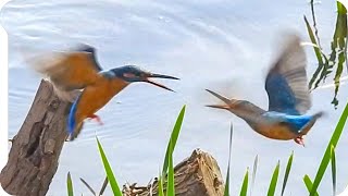 カワセミの鳴き声04 【華麗な空中戦】雄の縄張り争いで喧嘩 Common Kingfisher / Alcedo atthis【野鳥の鳴き声図鑑】身近な生き物語