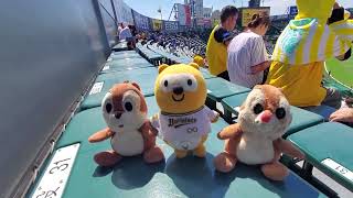 試合前　ポンタ　ミニチ　ミニデ　2023年9月18日(月) 阪神甲子園球場