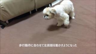 犬の整体・マッサージ３７