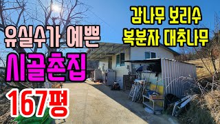 [매258]시골촌집167평 마당에 온갖 유실수