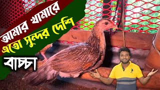 আমার দেশি মুরগির খামারে মাল্টিকালার দেশি বাচ্চা ওজন কত হলো ।। মায়া বাংলা বি ড়ি