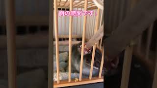 ヒヨドリ雛【保護3日目】