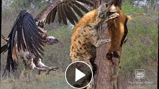 Terrible POWER of Wild Dogs vs Hyenas, Antelope, Warthog... - Lion vs Crocodile - Baboon vs Stork