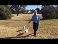 mastering the walk newly blind senior terrier