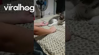 Cat Plays Guess Which Hand || ViralHog