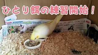 【オカメインコ】ひとり餌の練習開始！はじめてシードをあげてみた。