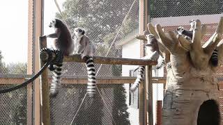 ワオキツネザルの鳴き声(警戒)