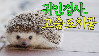 ☞【꿈보다해몽】귀인,경사,재물,고슴도치꿈해몽입니다.재미로봐주세요~^^