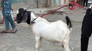 Lalaas Goat Farm Mumbra