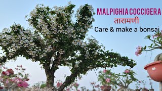 How to grow care \u0026 make a bonsai for malpighia, Singapore holly, तारामणी