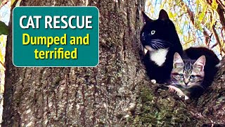 Cat Rescue - Dumped mum \u0026 kitten stuck up tree.