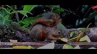 What animal is this? Filmed in Puerto Rico