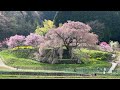 吉野山の桜・樹齢300年の桜 famous sakura spot mount yoshino old town ride 300 year old sakura tree 奈良、宇陀