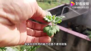 嫁接菊花养护技巧∶什么时候剪砧木芽？是剪一部分还是全部剪掉