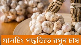 মালচিং পদ্ধতিতে রসুন চাষ।Garlic cultivation।