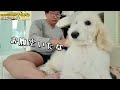 スタンダードプードルの子犬ルナをお風呂に入れます　bathing a standard poodle puppy