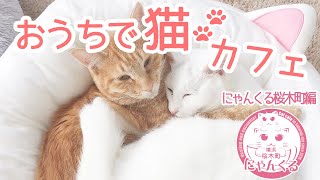 かわいい猫カフェの日常4/16パート2