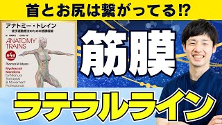 【初心者向け】筋膜リリース施術にも使える！アナトミートレインの基礎知識～ラテラルライン～