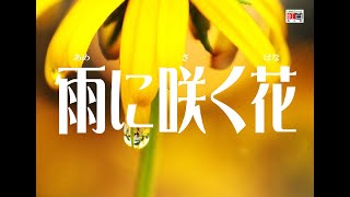 カラオケ馬鹿・いかたこっぺの紅白歌合戦「雨に咲く花」