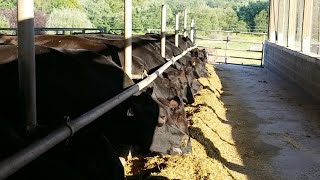 Feeding Black Angus