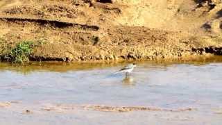 נחליאלי לבן טובל בנחל White Wagtail