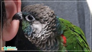 ウロコインコ：チビ 【耳カミ】 Conure: Chibi to soft mouthing my ears