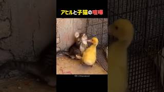 アヒルと子猫の喧嘩