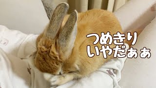 爪切りに対して明らかに嫌な顔をするうさぎさんがこちらです(笑) #82