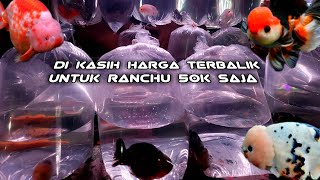 REVIEW HARGA IKAN RANCHU SAPI. MASIH ADA PILIHAN LAIN NYA. HARGA DI KASIH YANG TERBAIK.