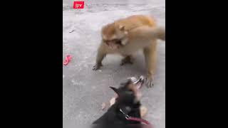 Dog vs monkey funny fighting 😆😆