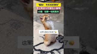 怎么有这么可爱的小猫咪！“报告！ 今天也好想你”