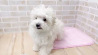 テンションＭＡＸ！！元気いっぱいなマルプーちゃん(*^^*)ペットショップ犬の家京都樟葉店♬