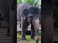 ඔයාලට මොකද හිතෙන්නේ elephant short video elephants short animal short video