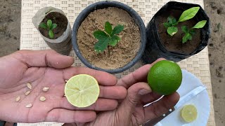 جرب تزرع بذرة وحدة من ثمرة ليمون 🍋 أصبحت تمتلك شجرة ليمون بكل بساطة 🌱😊 طب لو زرعنا 10 بذرات !؟